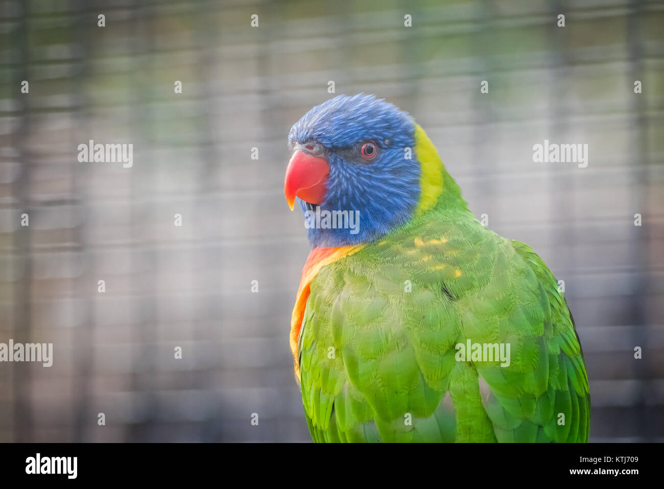 Rainbow lorikeet est une espèce d'trouvés en Australie Banque D'Images