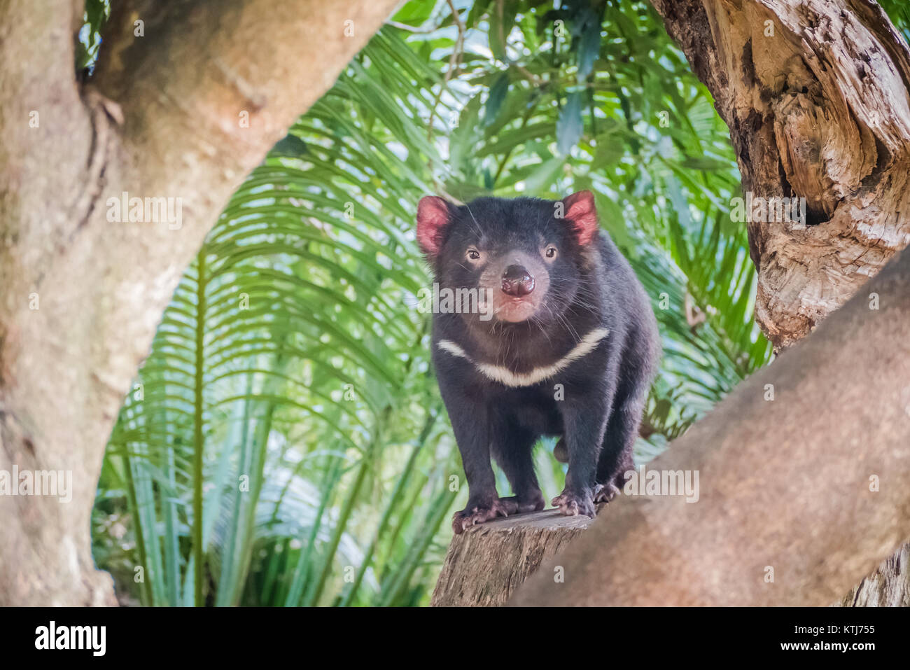 Le diable de Tasmanie est un marsupial carnivore de la famille des Dasyuridae Banque D'Images