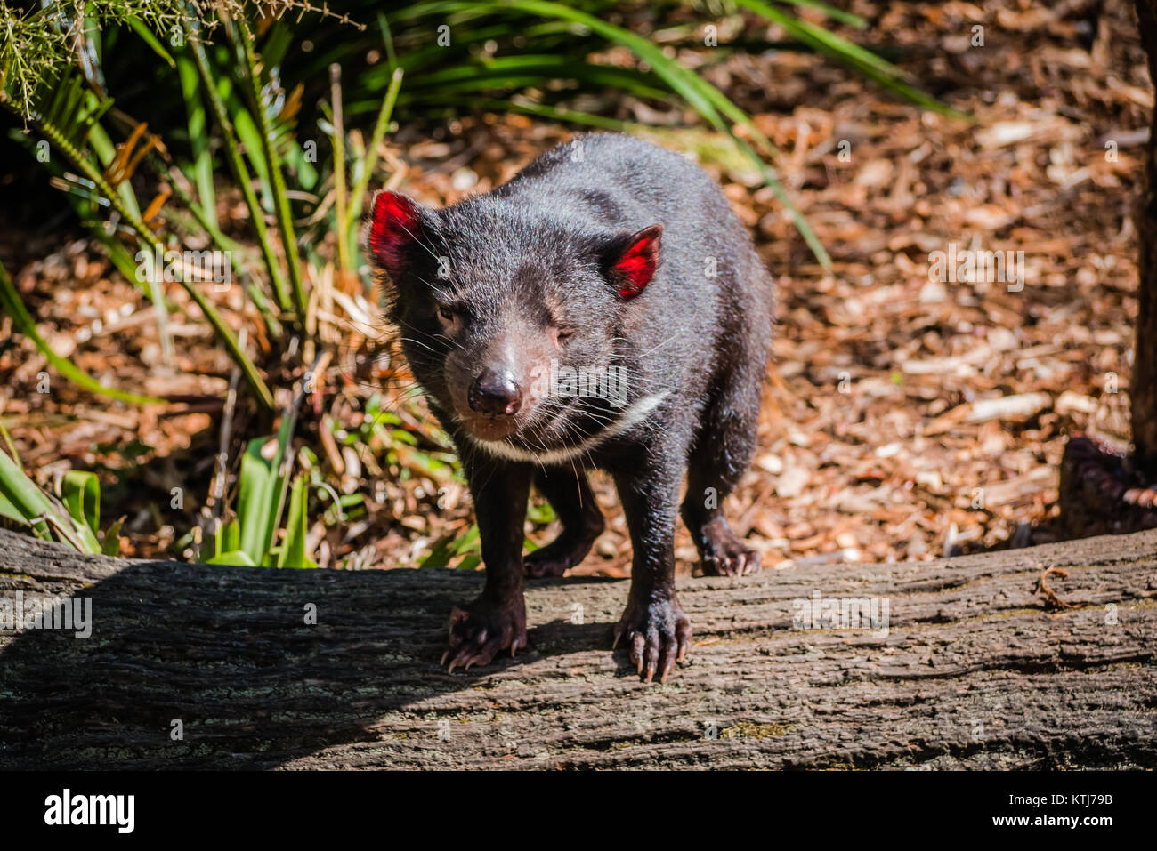Le diable de Tasmanie est un marsupial carnivore de la famille des Dasyuridae Banque D'Images