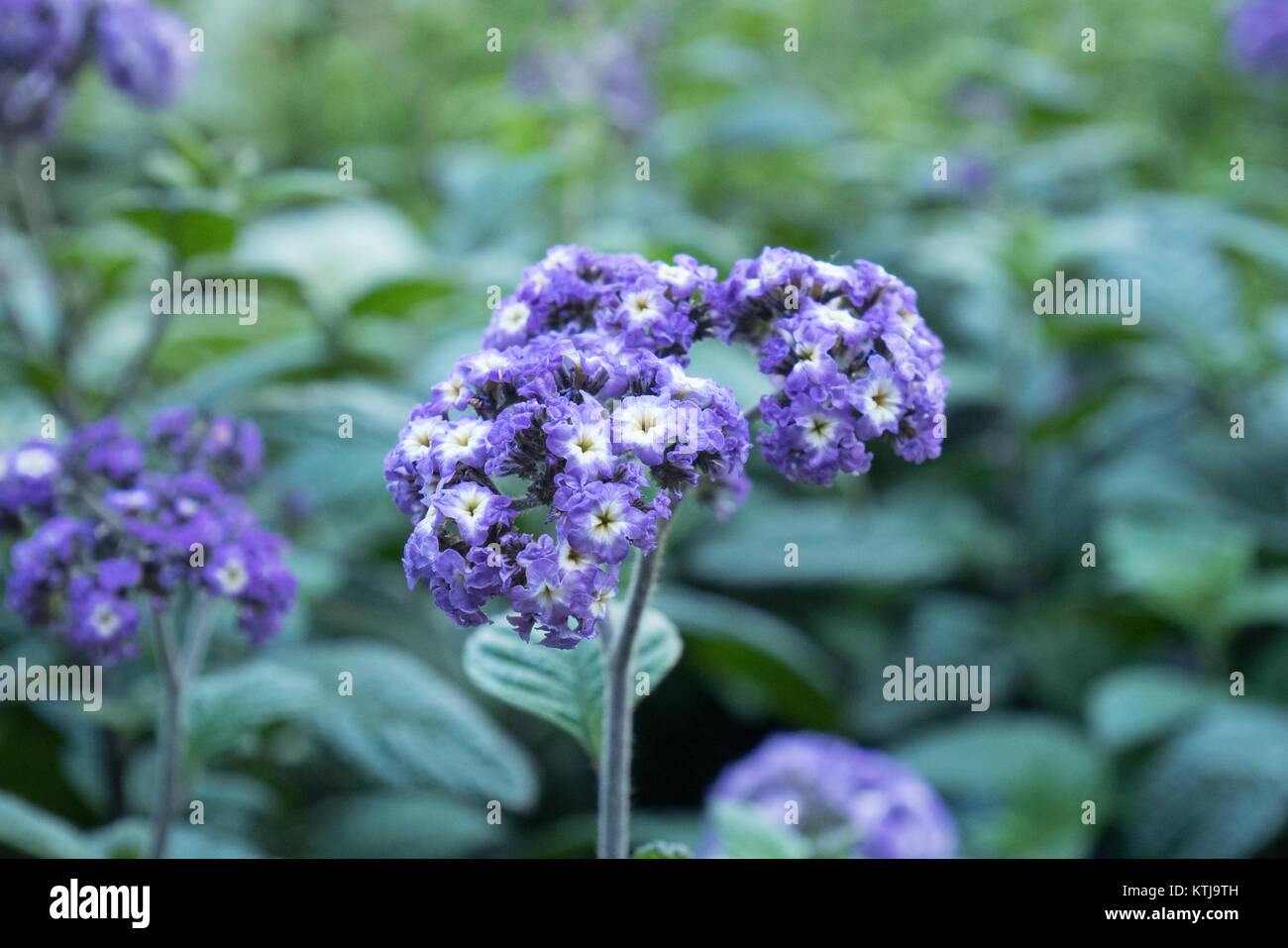 Sydney Flower show dans le Royal Botanic garden Banque D'Images