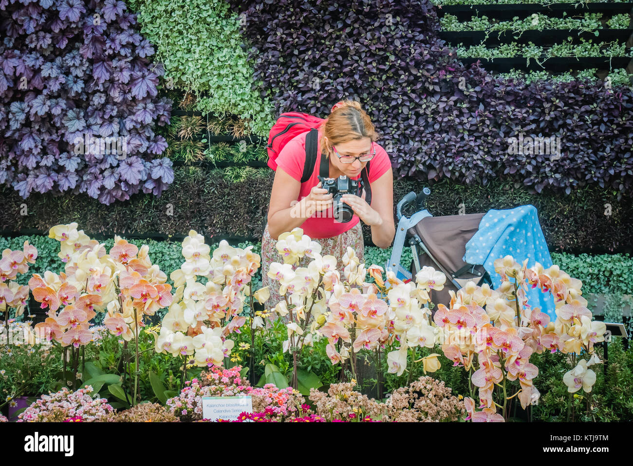 Sydney Flower show dans le Royal Botanic garden Banque D'Images