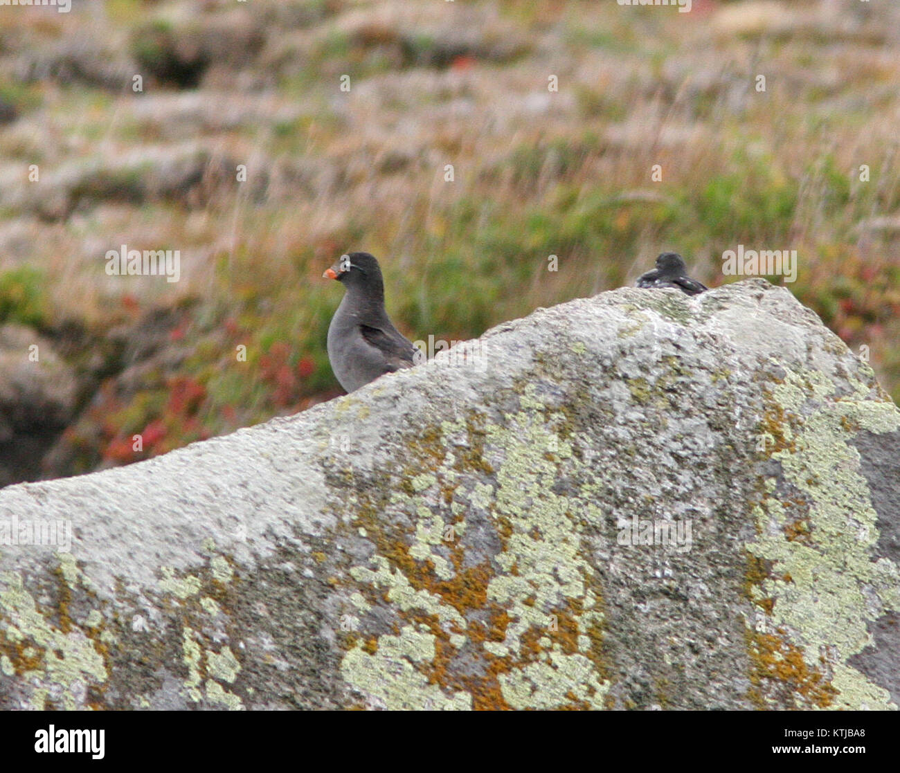 Le Crested Auklet, capturé le 29 août 2008 à Gambell, en Alaska, est une espèce d'oiseaux de mer connue pour son apparence et son comportement distinctifs. Cet oiseau fait partie de la famille des aucons et se trouve dans les régions arctiques de l'Amérique du Nord. Banque D'Images