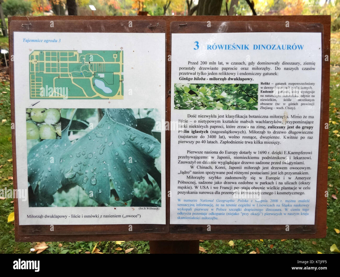 Cette image montre l'Arboretum à l'UKW (Université de Wroclaw) le 9 octobre 2013. L'arboretum est connu pour sa collection diversifiée de plantes et d'arbres, servant de partie essentielle à la recherche botanique et aux efforts de conservation. Banque D'Images
