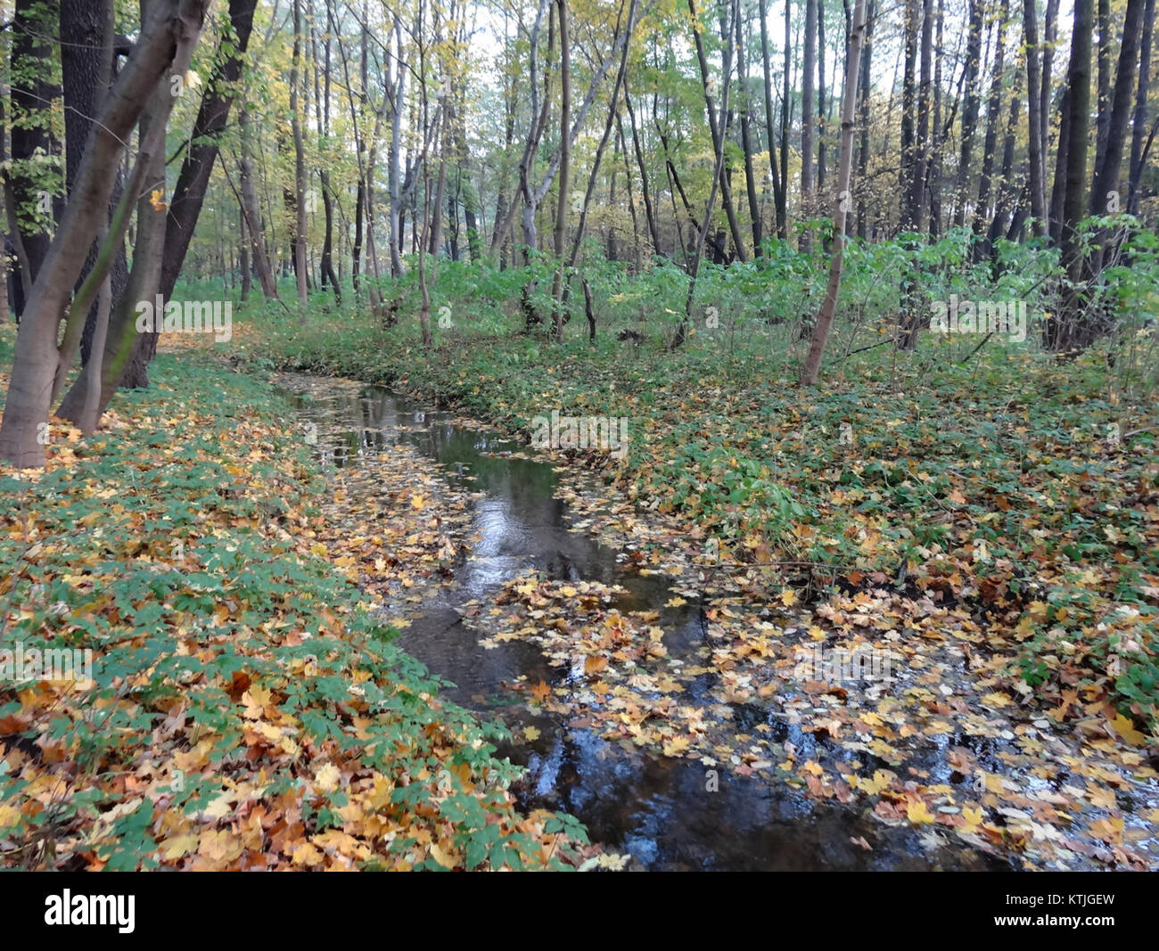 Photographie d'un bâtiment de la rue Planty KB, prise le 18 octobre 2013, mettant en valeur l'architecture et le cadre urbain. Banque D'Images