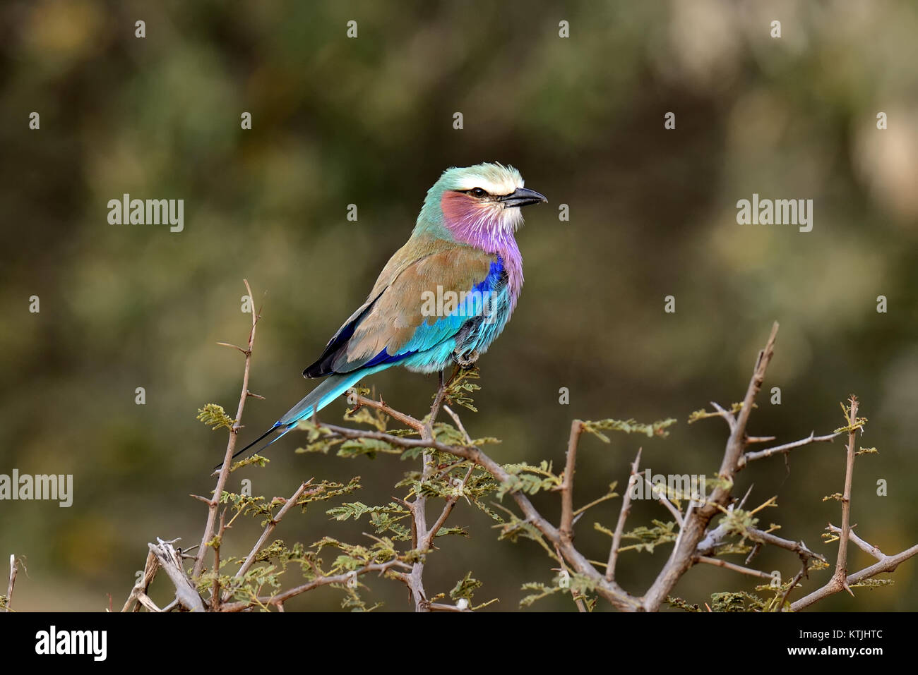 Lilac-breasted roller dans le parc national du Kenya, Afrique Banque D'Images