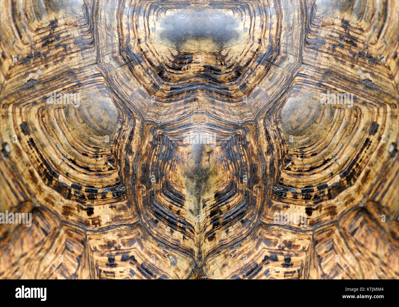 Close-up turtle shell détail de texture Banque D'Images