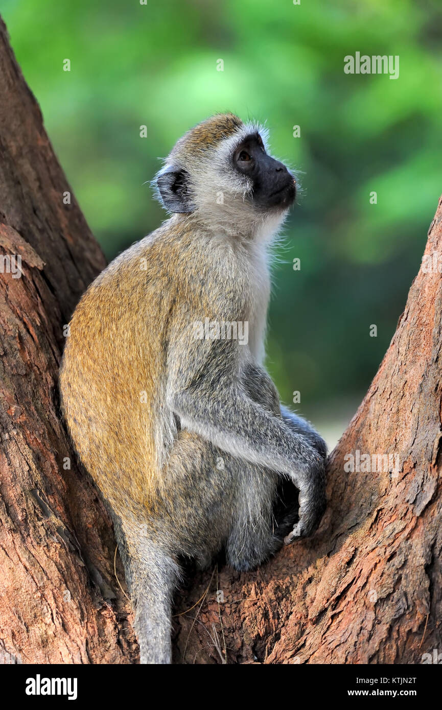 Un singe dans le parc national du Kenya, Afrique Banque D'Images