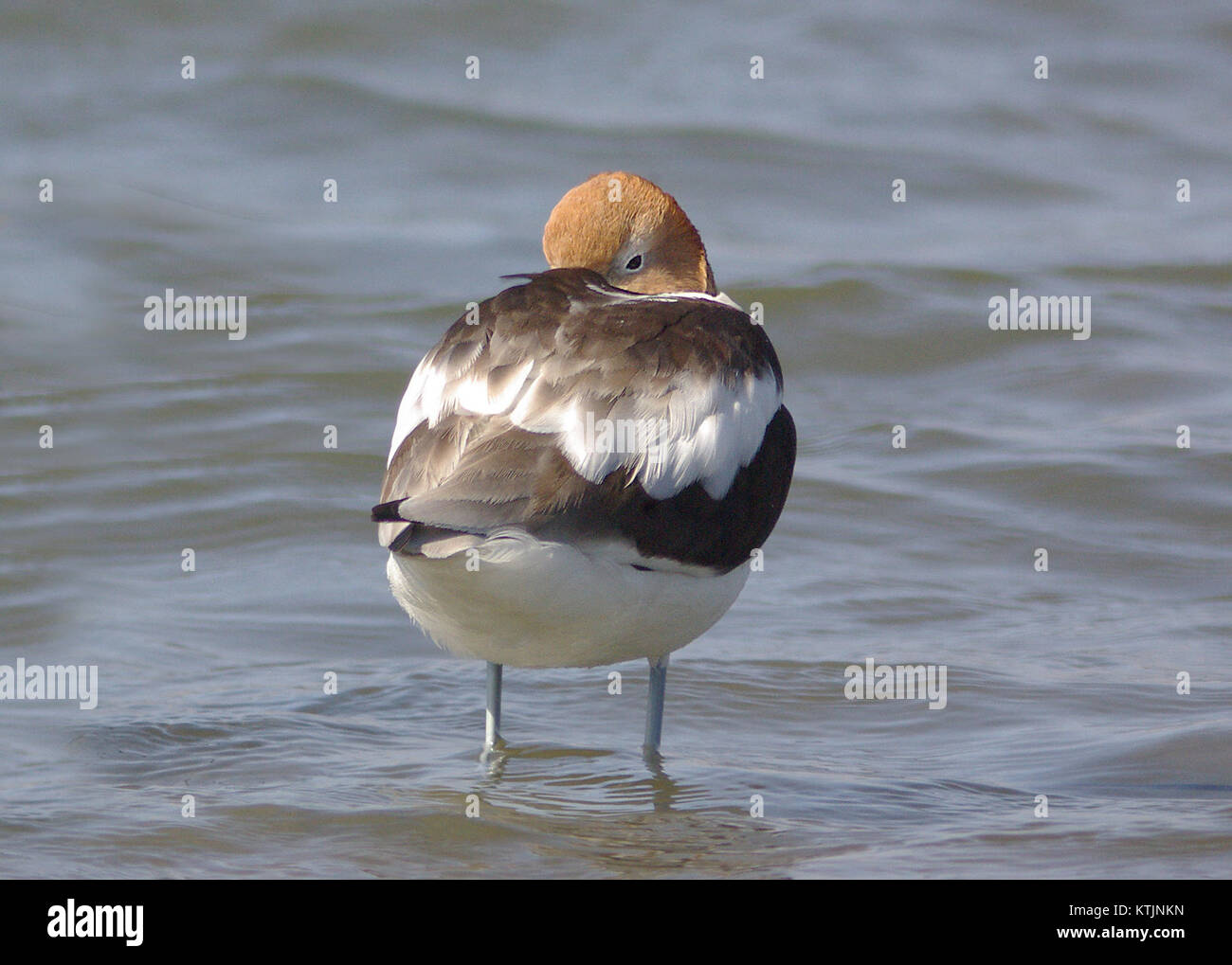 L'Avocet américain, un oiseau de rivage frappant, est connu pour ses longues pattes élancées et son plumage noir et blanc unique. Cet oiseau se trouve généralement dans les milieux humides côtiers et joue un rôle important dans l'écosystème local. Banque D'Images