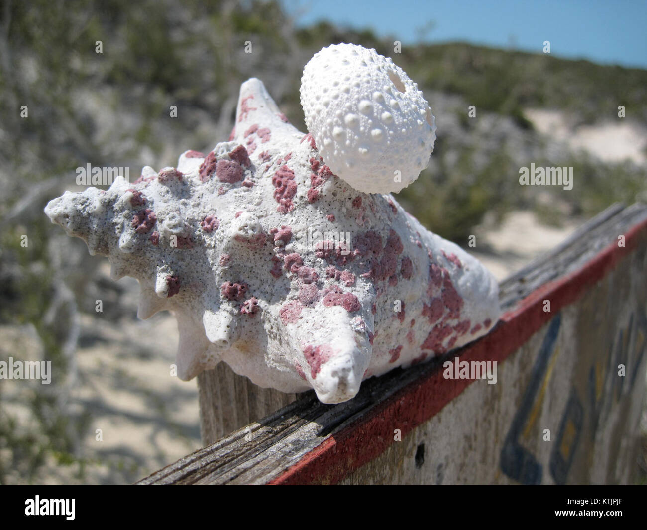 Cette image de 2009 capture une vue des Bahamas, mettant en valeur son magnifique paysage, ses plages et sa beauté naturelle. Les Bahamas sont connues pour leurs eaux cristallines, leurs plages de sable blanc et leur climat tropical, ce qui en fait une destination de voyage populaire. Banque D'Images