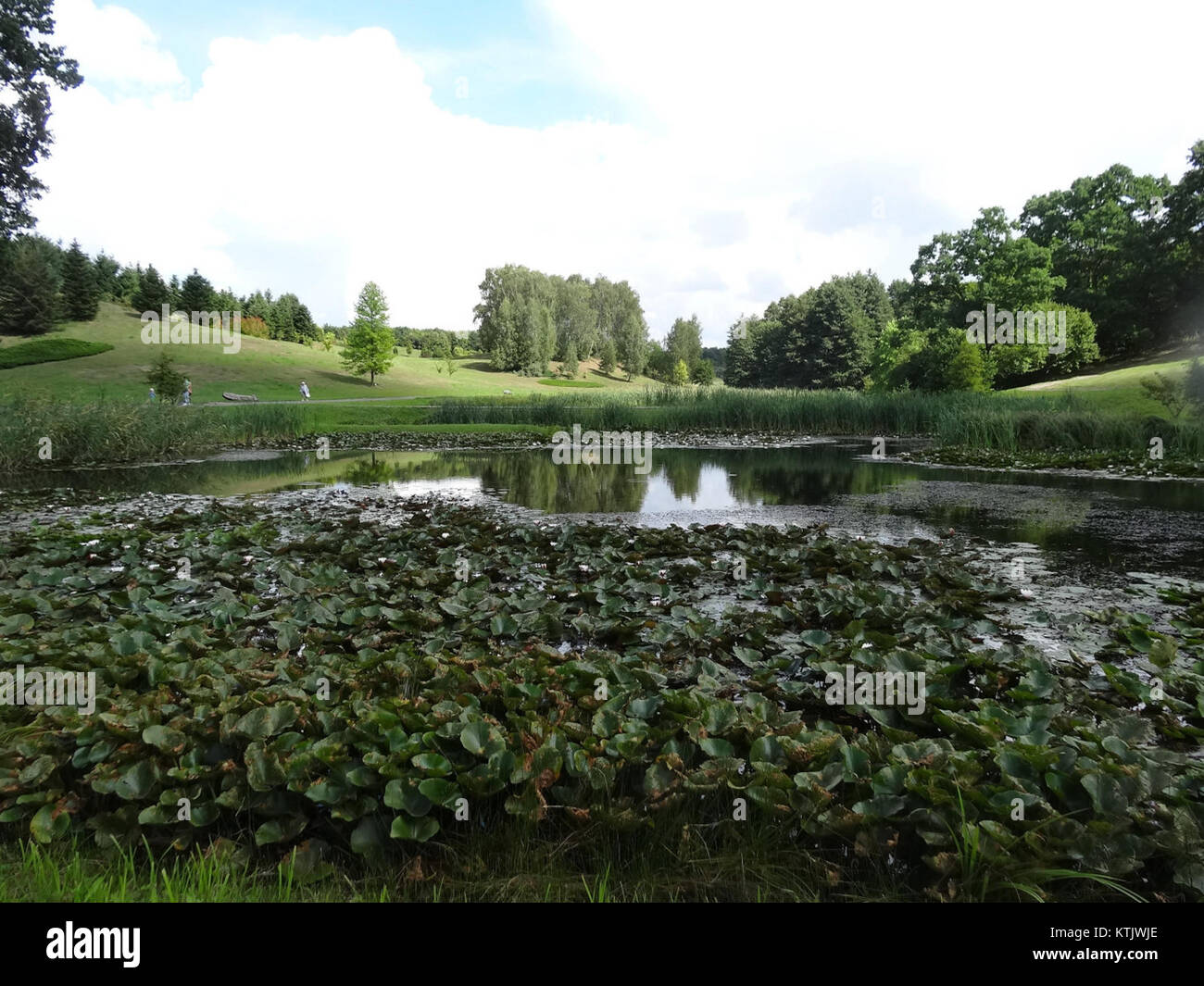 Le jardin botanique de Bydgoszcz (BDG Ogrod Botaniczny) est un espace vert bien entretenu, offrant diverses collections de plantes. Situé à Bydgoszcz, en Pologne, il offre un environnement paisible pour la détente et l'éducation. Le jardin présente diverses espèces et sections thématiques, y compris des zones tropicales et tempérées, contribuant au patrimoine naturel de la ville. Banque D'Images