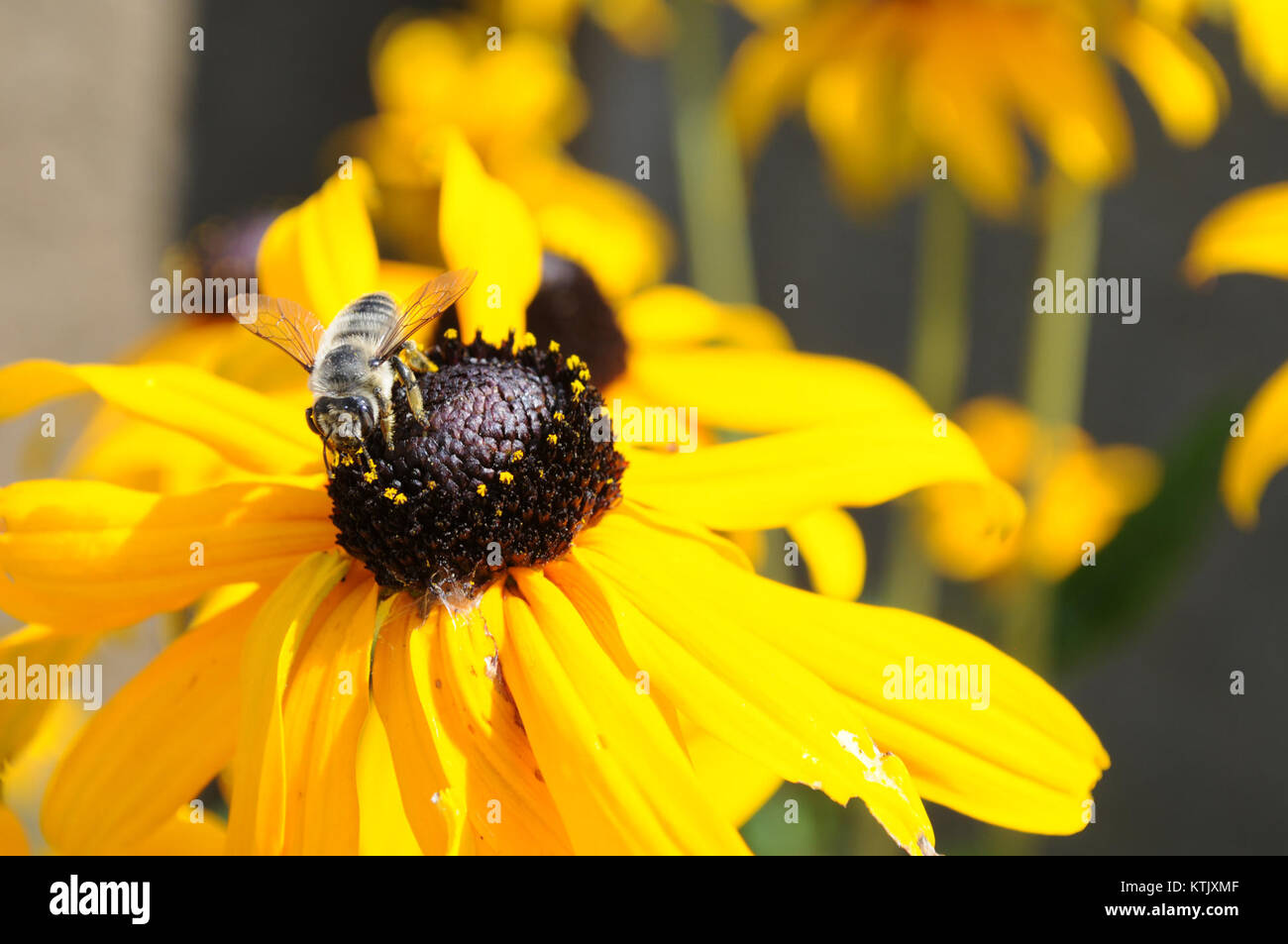 Une abeille pollinise une fleur de Rudbeckia hirta, communément appelée Susan aux yeux noirs. L'interaction joue un rôle crucial dans la pollinisation de nombreuses plantes, contribuant à la santé écologique. Banque D'Images
