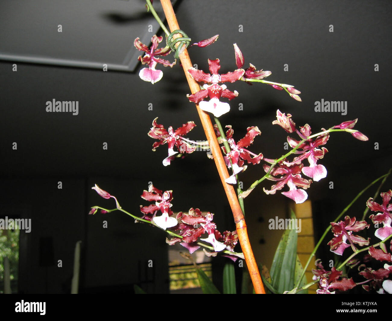 La Baby Sherry Orchid, scientifiquement connue sous le nom de Masdevallia veitchiana, est une petite orchidée vibrante originaire des forêts nuageuses de l'Équateur et du Pérou. Il dispose de fleurs tubulaires distinctives avec une forme unique et des couleurs vives, ce qui en fait un favori parmi les amateurs d'orchidées. Banque D'Images