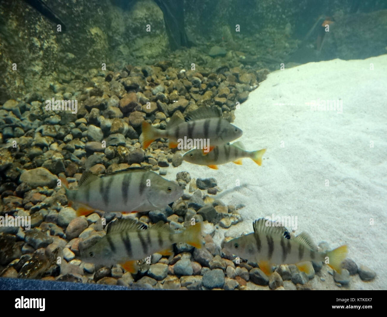 Une exposition en terrarium au zoo de BDG en janvier 2015, présentant diverses espèces végétales et animales dans un environnement contrôlé, conçue pour simuler leur habitat naturel. Banque D'Images