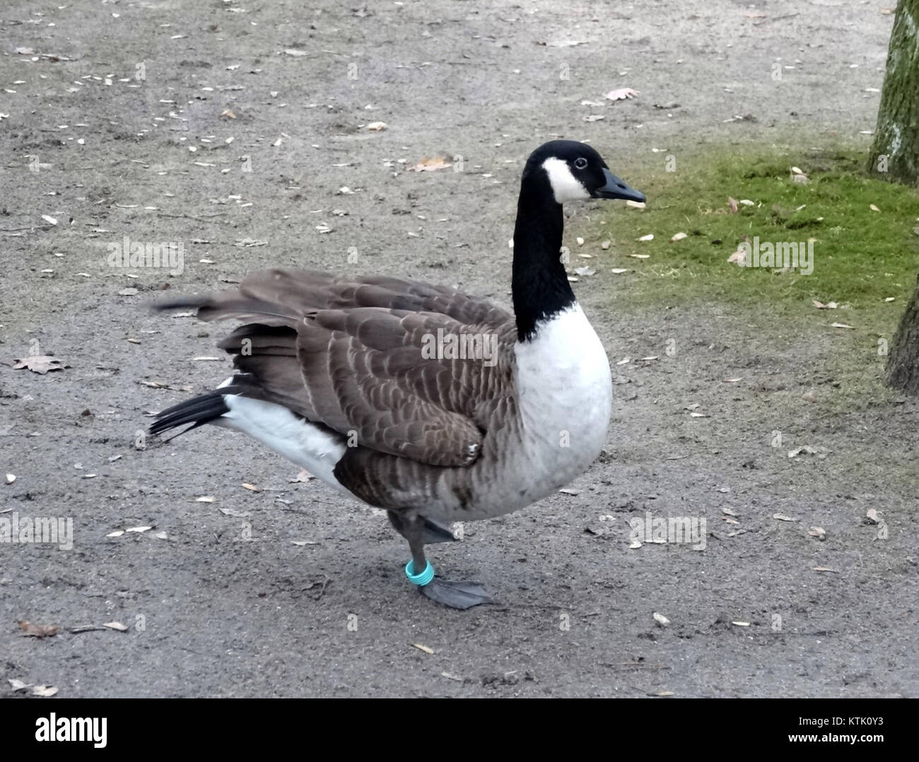 Cette image, prise dans un zoo en décembre 2014, met en valeur un moment des activités quotidiennes du zoo. Les zoos jouent un rôle important dans la conservation, l’éducation et la sensibilisation du public à la faune, tout en offrant aux visiteurs un espace pour apprendre sur les espèces animales et leurs habitats. Banque D'Images