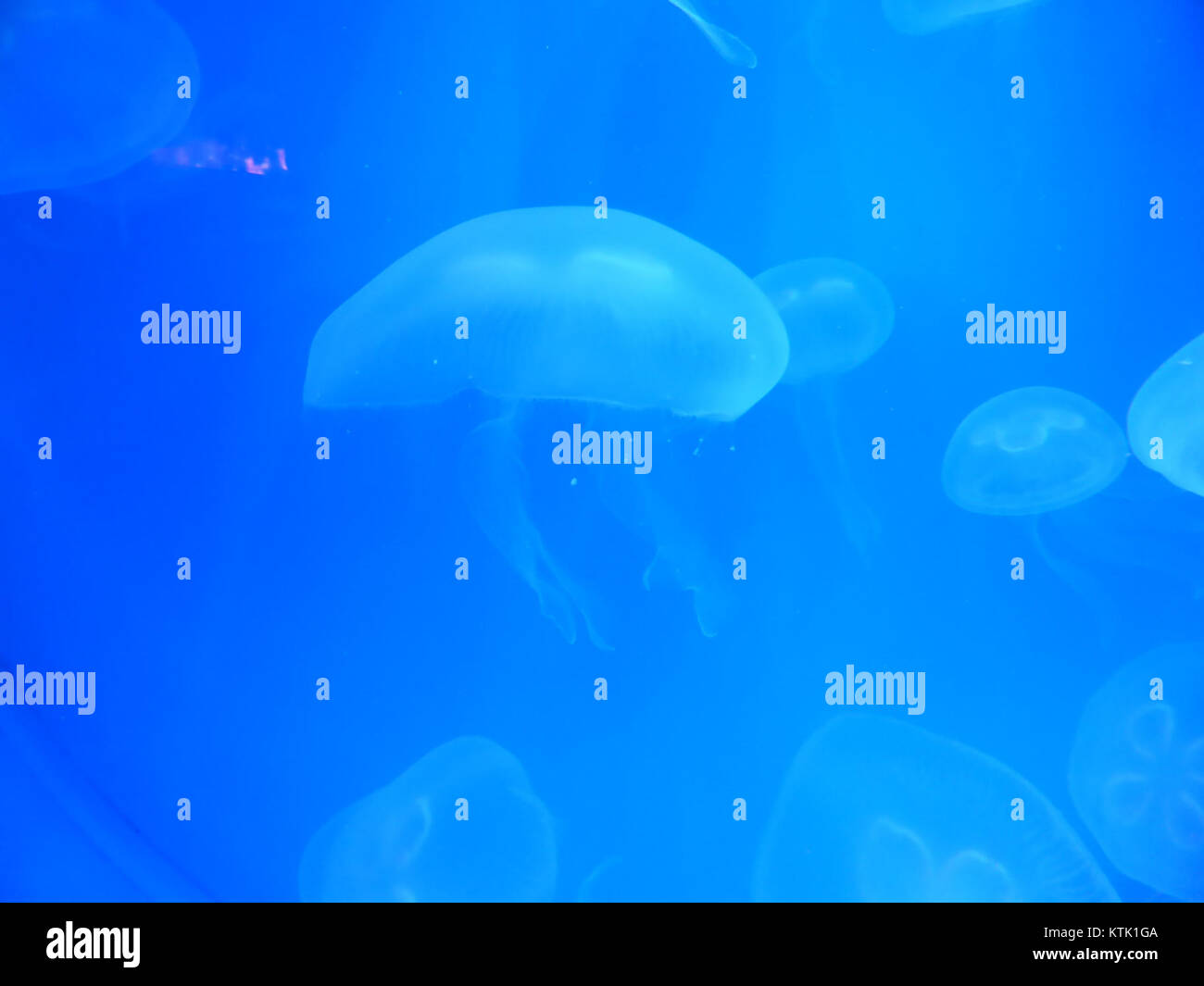 Aurelia aurita, communément appelée méduse lunaire, est une espèce de méduses que l'on trouve dans les océans du monde entier. Il est reconnu pour sa forme de cloche distinctive et son aspect transparent. Banque D'Images