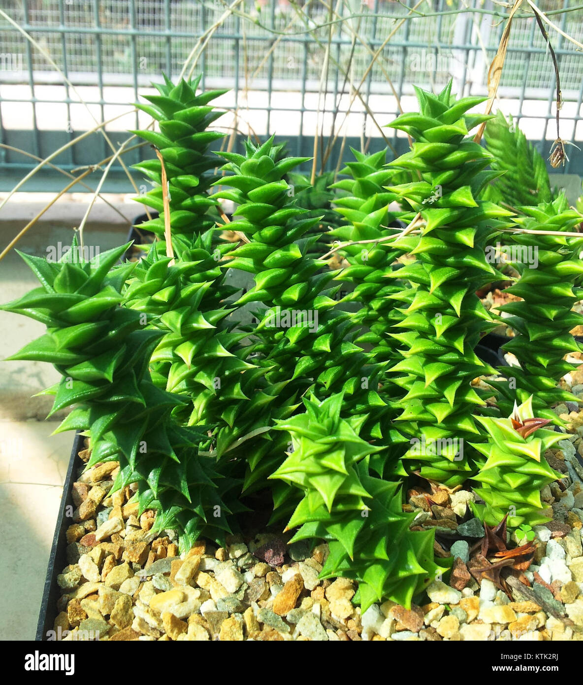 Astroloba foliolosa est une espèce de plante succulente, connue pour son aspect distinctif et originaire d'Afrique du Sud. Cette plante prospère dans les environnements secs et arides et est appréciée pour sa résilience et sa forme unique. Banque D'Images