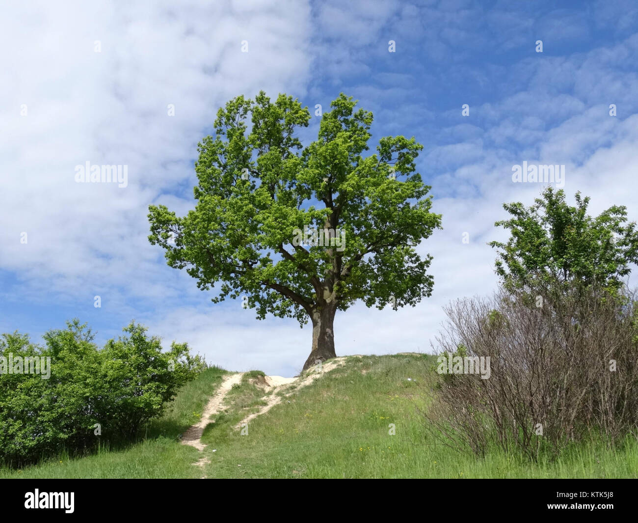 Une performance ou un événement mettant en vedette la musique de Jeremiego Przybory, compositeur et parolier polonais remarquable, capturé le 4 mai 2015, montrant son influence sur la musique polonaise. Banque D'Images