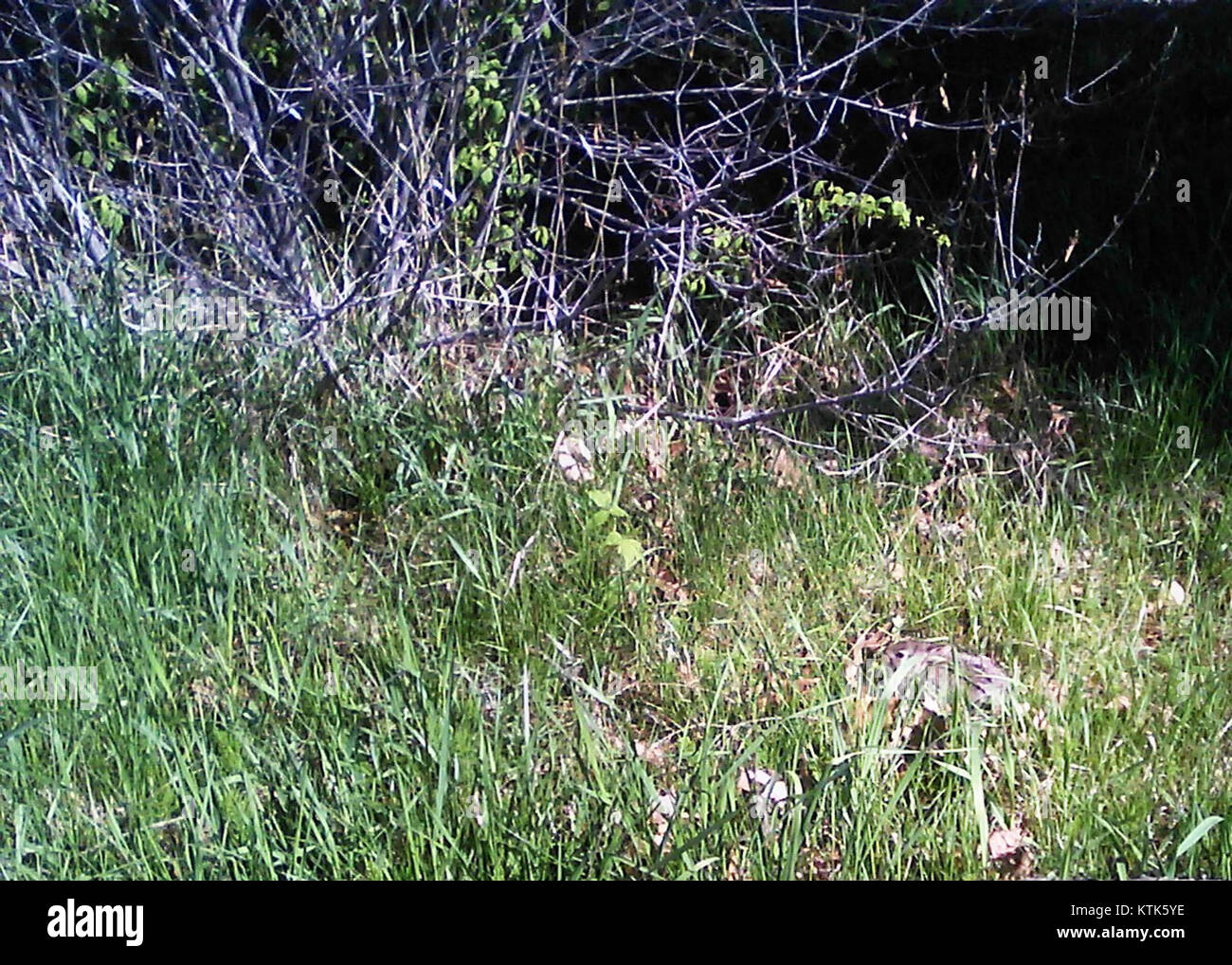 Un lapin bébé, également connu sous le nom de kit, est un jeune lapin encore dépendant de sa mère pour les soins. Ces petits mammifères se caractérisent souvent par leur fourrure molle et leurs grandes oreilles. Banque D'Images