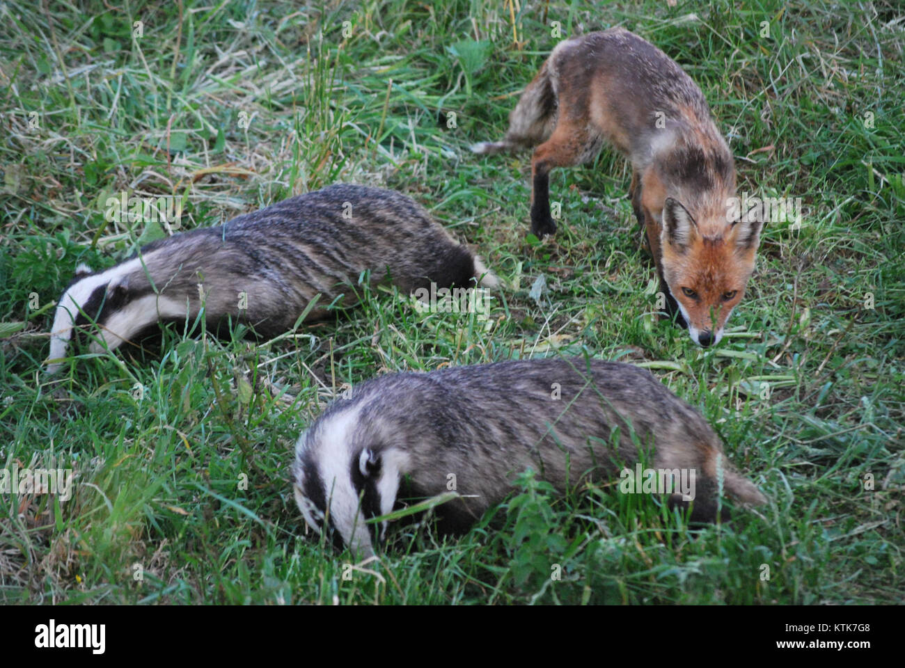 Les blaireaux et les renards sont des animaux nocturnes qui se nourrissent, souvent dans les forêts ou les zones rurales. Leur comportement de recherche de nourriture inclut la recherche de petits mammifères, fruits et insectes dans le cadre de leur alimentation. Banque D'Images