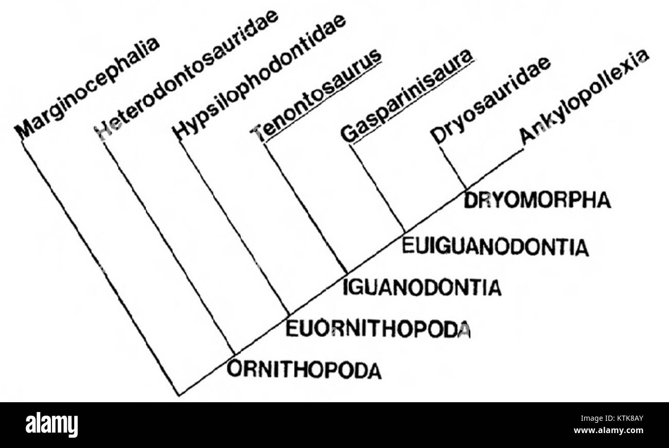 Ce cladogramme décrit les relations évolutives au sein du groupe de dinosaures Euiguanodontia. Le diagramme montre le schéma de ramification des espèces et des sous-espèces au sein de ce groupe de dinosaures herbivores, qui étaient prévalents pendant la fin du Jurassique au début du Crétacé. Banque D'Images