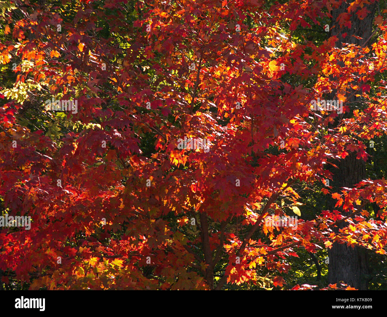 Une photo capturant les couleurs vibrantes des feuilles d'automne prise le 10 octobre 2015. L'image met en évidence les rouges riches, jaunes et oranges typiques du feuillage d'automne. Banque D'Images