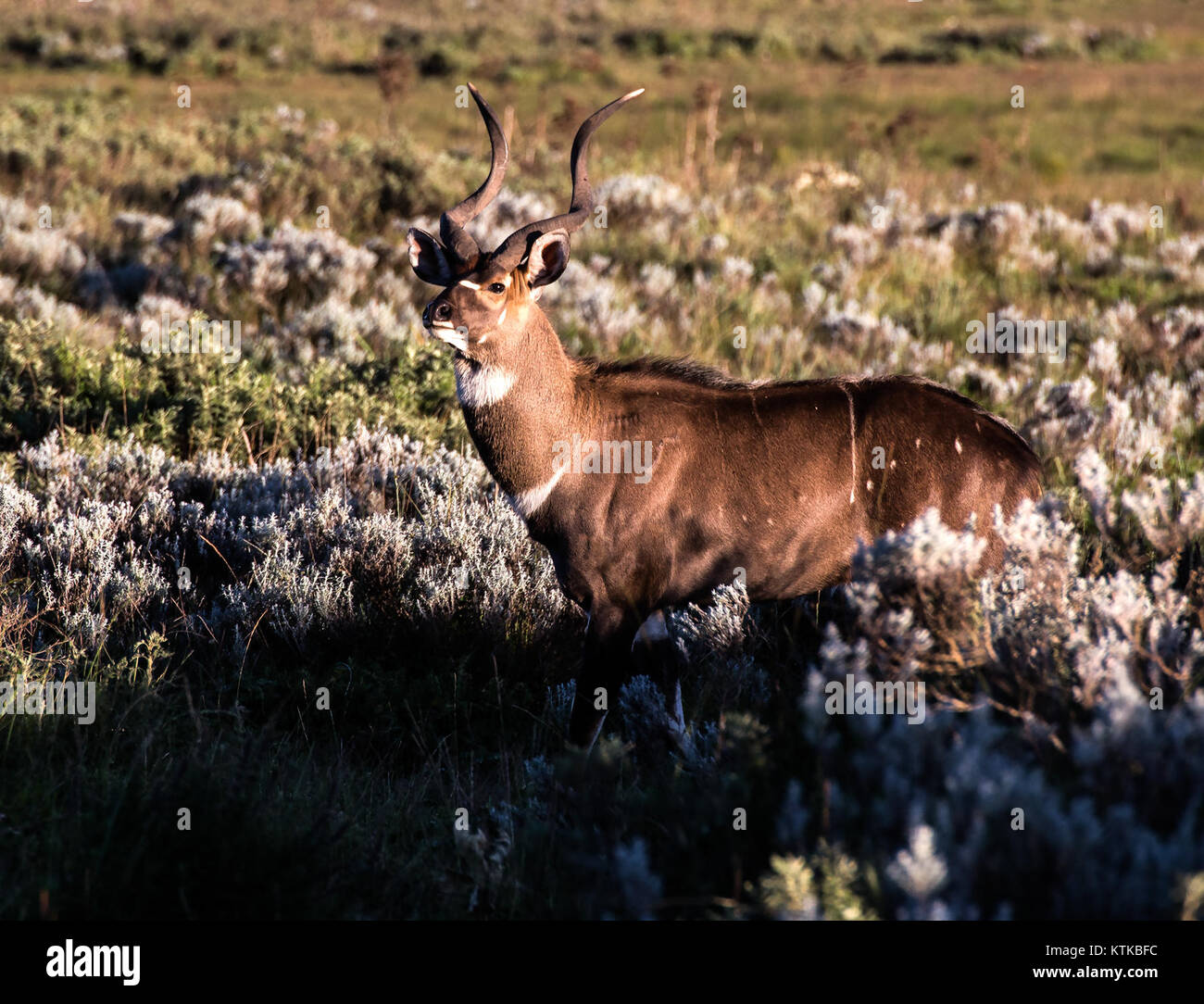 Bergsnyala 64 est une référence à un navire ou navire, éventuellement impliqué dans des événements historiques ou des activités de transport. Des précisions supplémentaires permettraient de clarifier son importance dans un contexte maritime spécifique. Banque D'Images