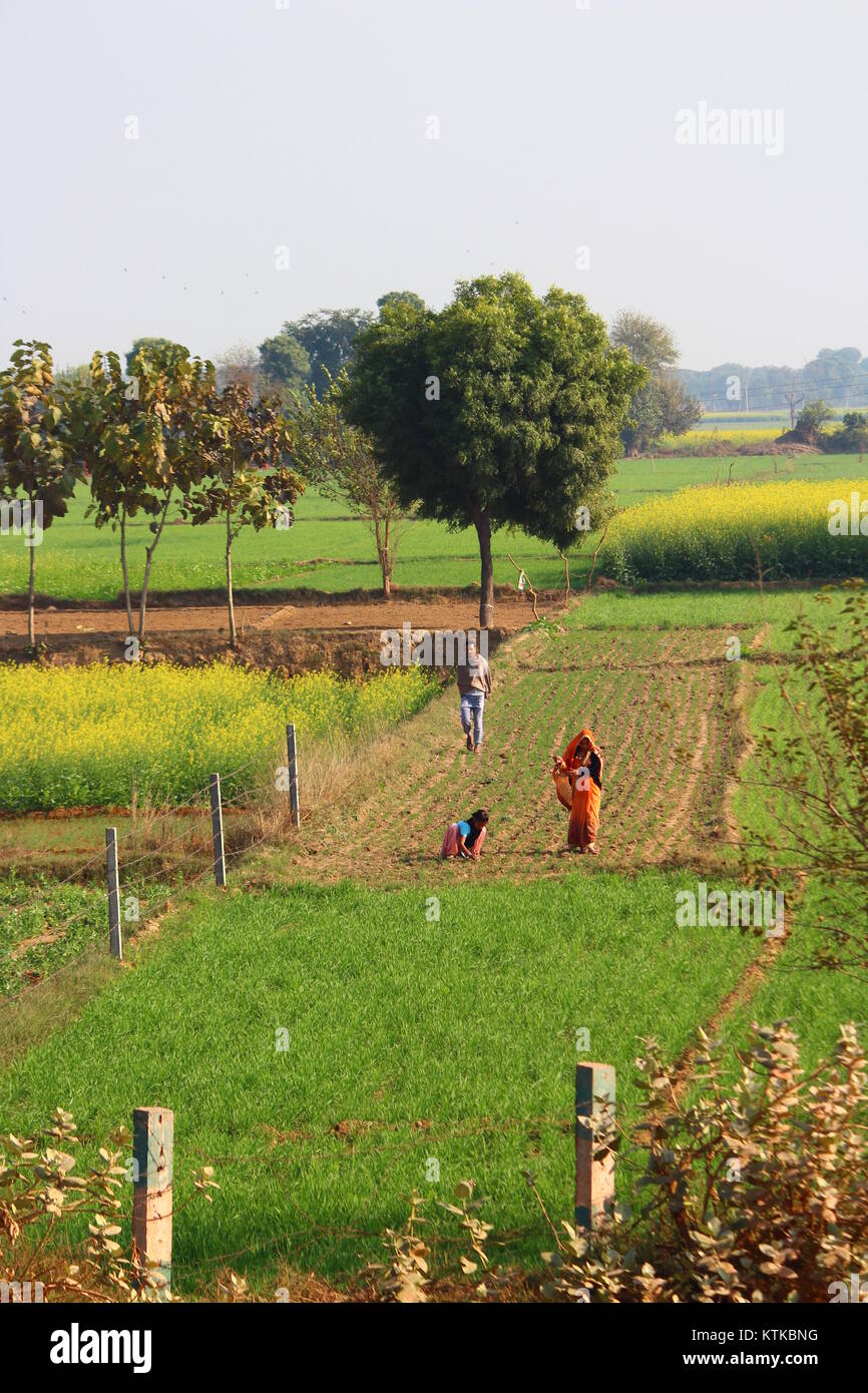 Les femmes rurales indiennes travaillant dans un champ dans l'Uttar Pradesh. Un homme est l'observation d'eux par derrière. Banque D'Images