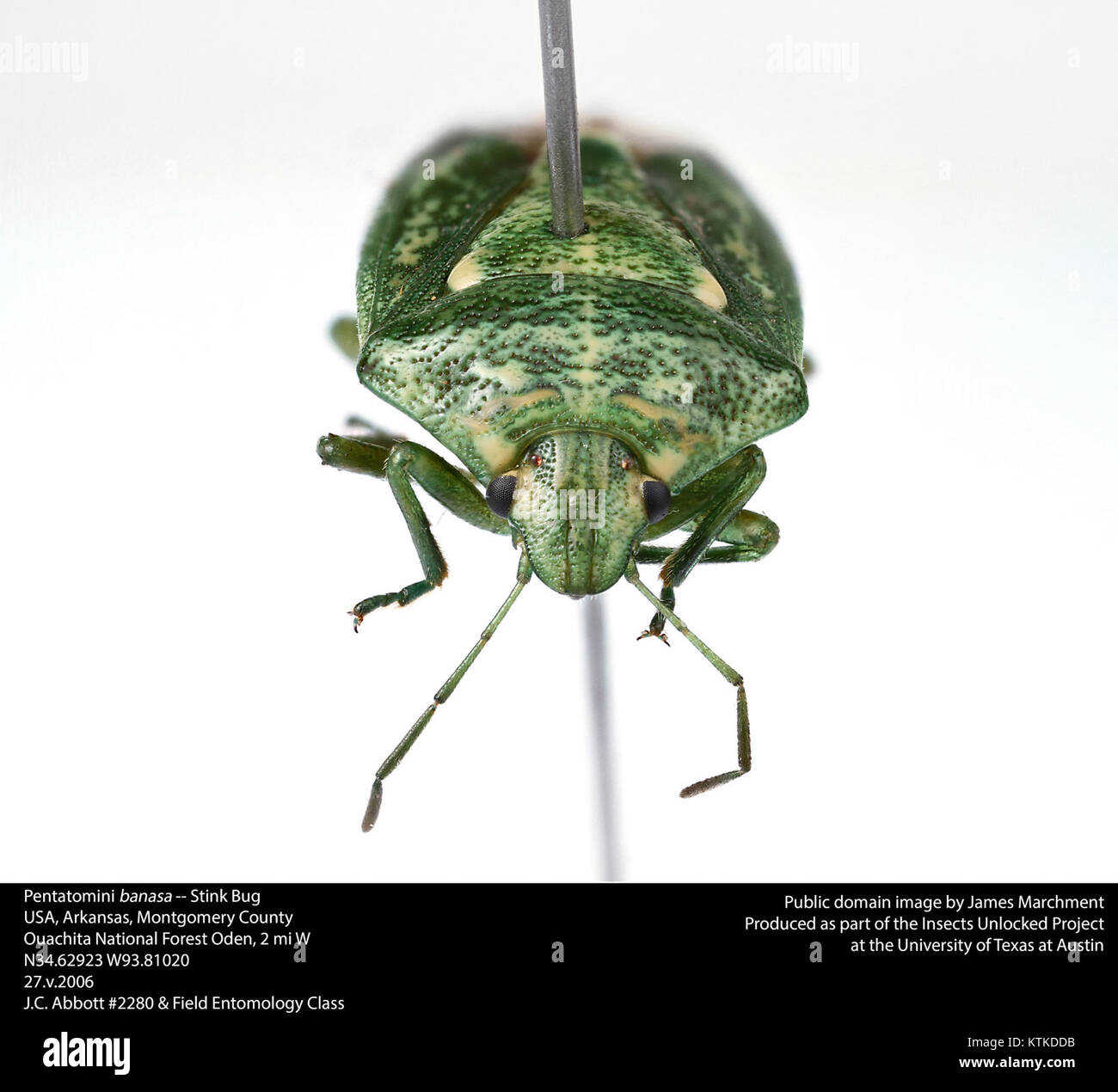 Banasa est une ancienne ville romaine au Maroc, connue pour ses ruines archéologiques, y compris un forum, une basilique et des inscriptions, fournissant un aperçu de l'Afrique du Nord romaine. Banque D'Images