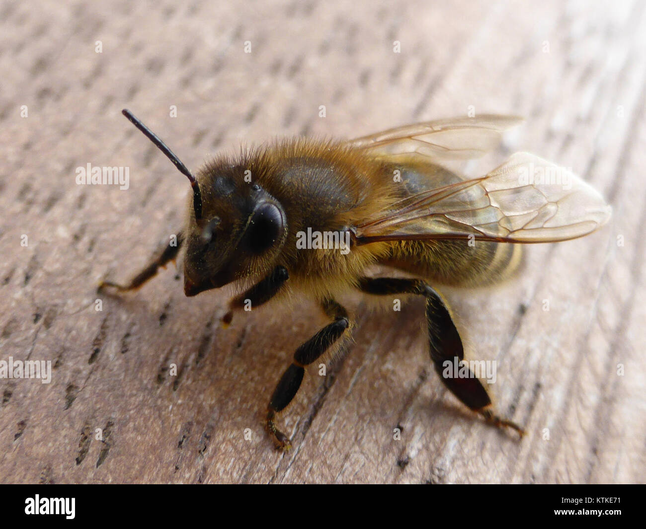 Abeille 3 désigne une espèce d’abeille ou un échantillon spécifique lié à des études d’abeille, souvent associées à des recherches écologiques sur la pollinisation ou le comportement des abeilles. Banque D'Images