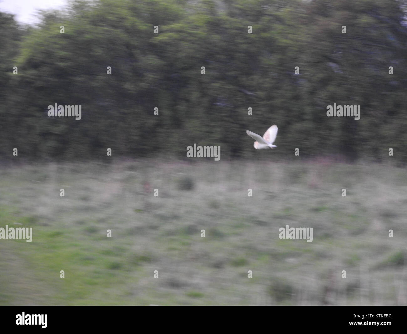 La chouette de la grange (Tyto alba) est un oiseau de proie nocturne connu pour son visage en forme de cœur distinctif et son vol silencieux. Cette espèce joue un rôle important dans le contrôle des populations de rongeurs et se trouve dans divers habitats à travers le monde. Banque D'Images