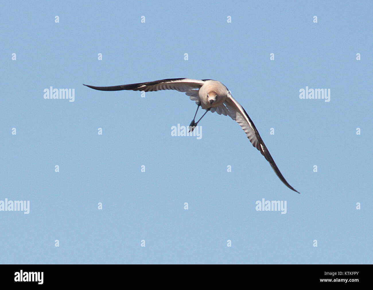 L'Avocet américain est vu dans une posture d'alerte au-dessus de ses poussins dans le Carrizo Plain National Monument, situé dans le comté de San Luis Obispo, en Californie. Le comportement défensif du birdâ€™ est capturé pendant un moment de danger potentiel, démontrant les instincts protecteurs typiques des oiseaux. Banque D'Images