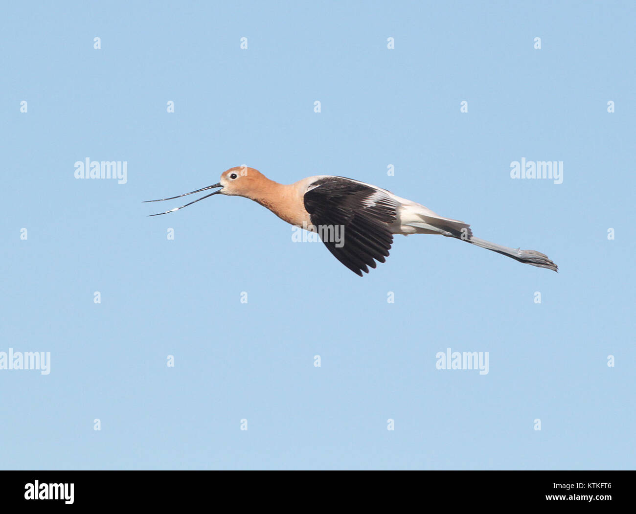 Un avocet américain, vu dans le Carrizo Plain National Monument, en Californie, montre un comportement alarmé sur ses poussins. Cette photographie capture les instincts protecteurs de l'oiseau et le comportement naturel de l'espèce. Banque D'Images