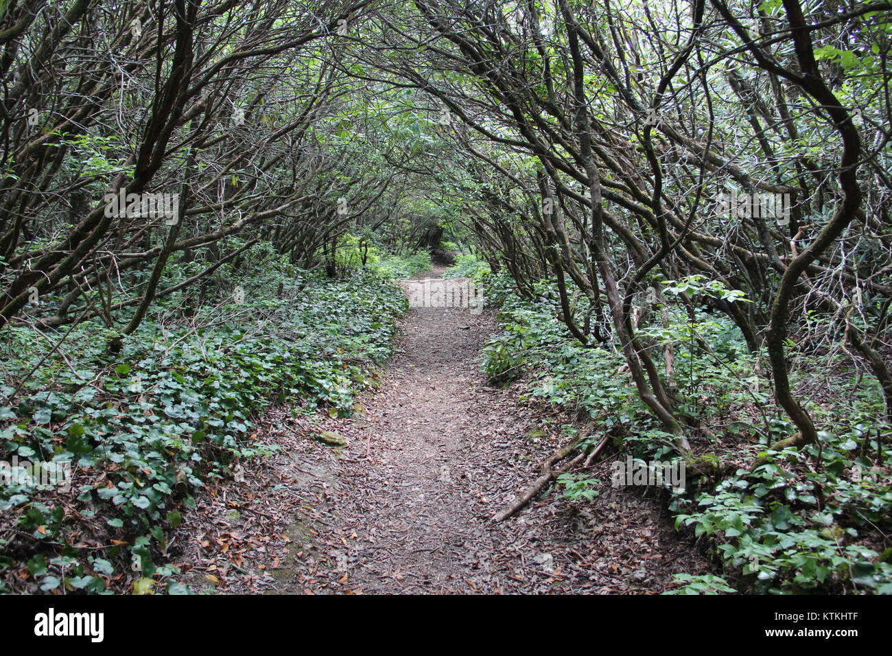 Bartram Trail sur Rabun Pygargue à tête 2, juillet 2016 Banque D'Images