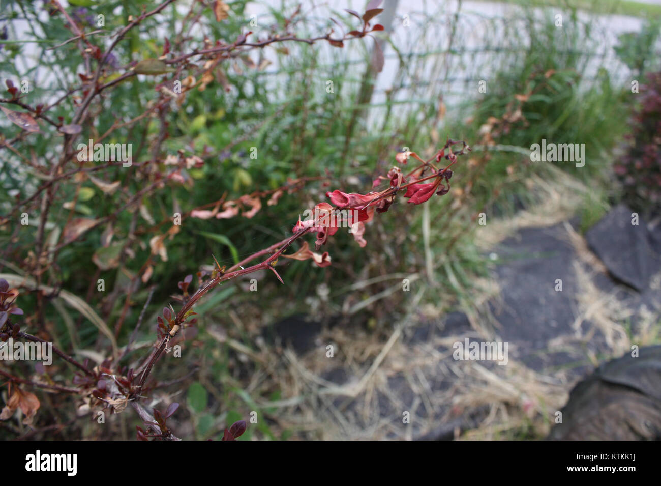 Berberis thunbergii, communément appelé épine-vinette japonaise, est une espèce d'arbuste affectée par l'acarien tétranychus. Cette image montre son infestation, ce qui peut entraîner des dommages à la santé de la plante, affectant sa croissance et son apparence. Banque D'Images