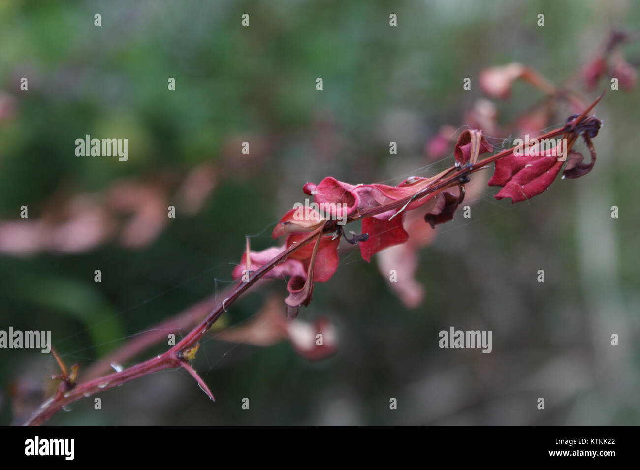 Berberis thunbergii, communément appelé épine-vinette japonaise, est une espèce végétale souvent affectée par des ravageurs tels que l'acarien tétranychus. L'espèce est utilisée dans l'aménagement paysager, bien qu'elle soit confrontée à des défis liés aux maladies des plantes et aux ravageurs. Banque D'Images