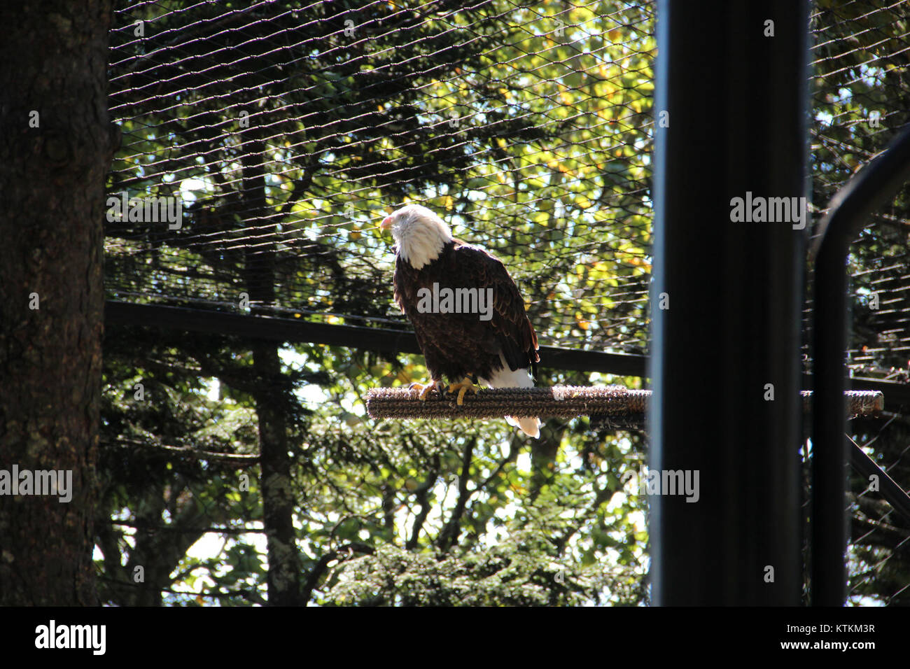 En octobre 2016, un aigle à tête blanche a été observé sur Grandfather Mountain en Caroline du Nord. Cet oiseau de proie, connu pour sa force et sa majesté, est un symbole important de la faune américaine. Banque D'Images