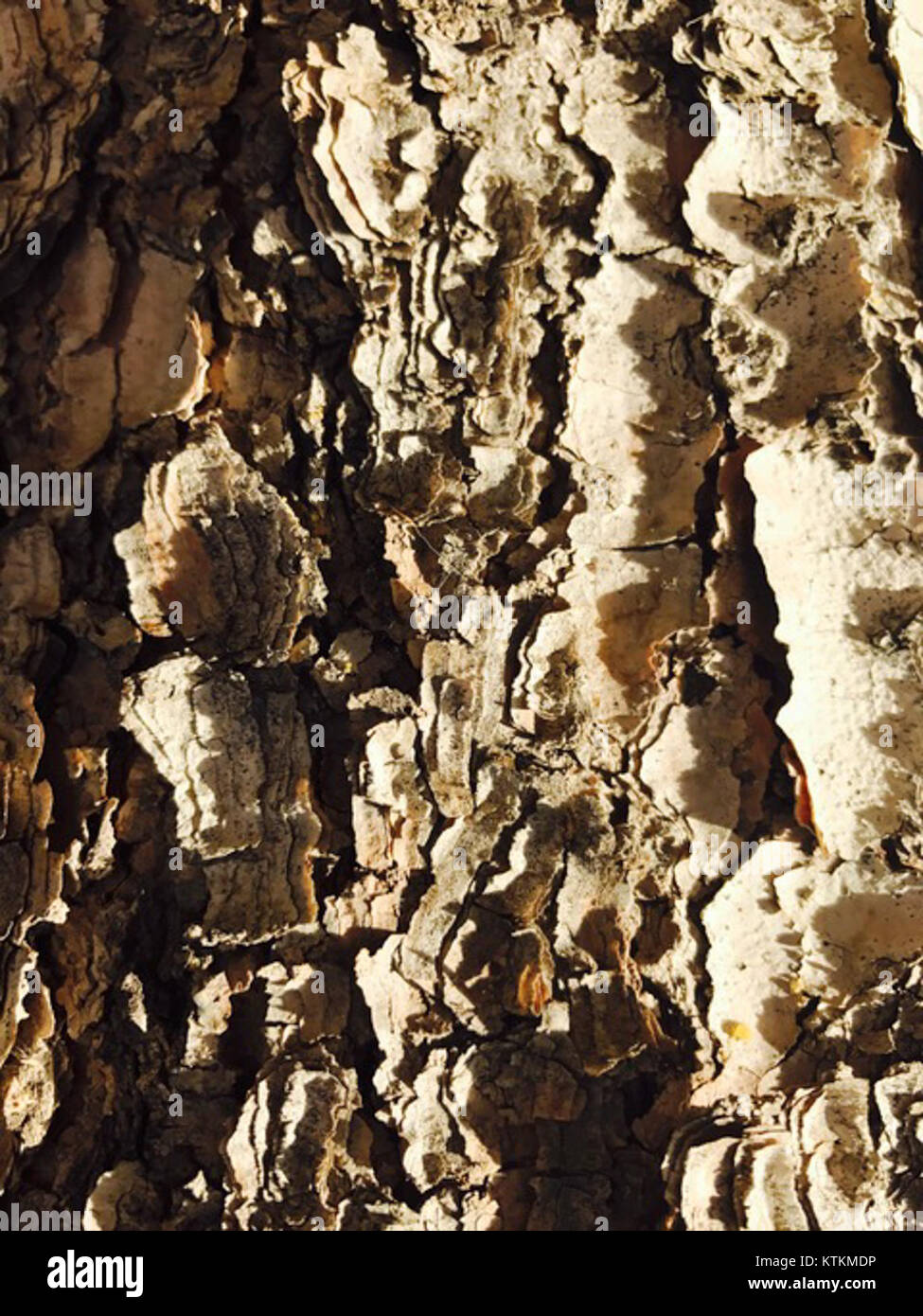 Cette image montre la texture et les détails de l'écorce d'arbre, soulignant ses modèles naturels et son importance structurelle dans la croissance et la santé des arbres. Banque D'Images