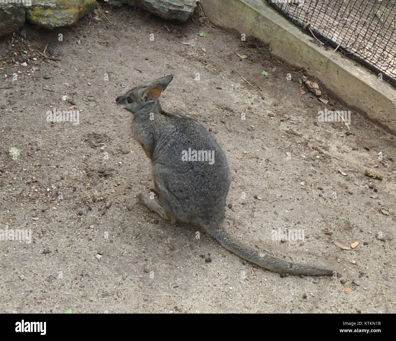 Une photo des Bermudes, Royaume-Uni, montrant un wallaby dans un zoo. Les wallabies sont originaires d'Australie, mais peuvent être trouvés dans divers zoos à travers le monde, y compris aux Bermudes. Banque D'Images