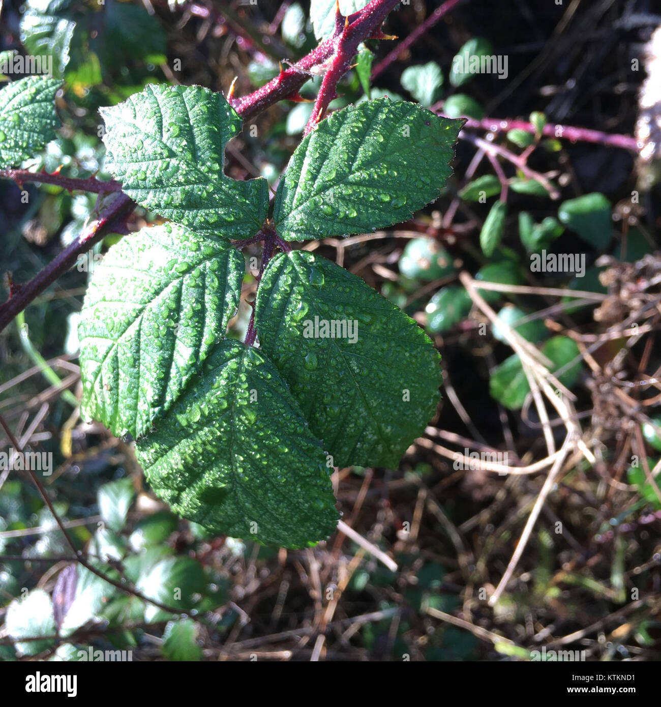 Cette photographie capture un affichage vibrant de feuilles d'automne, mettant en valeur les riches couleurs et textures typiques de la saison d'automne dans un cadre naturel en plein air. Banque D'Images