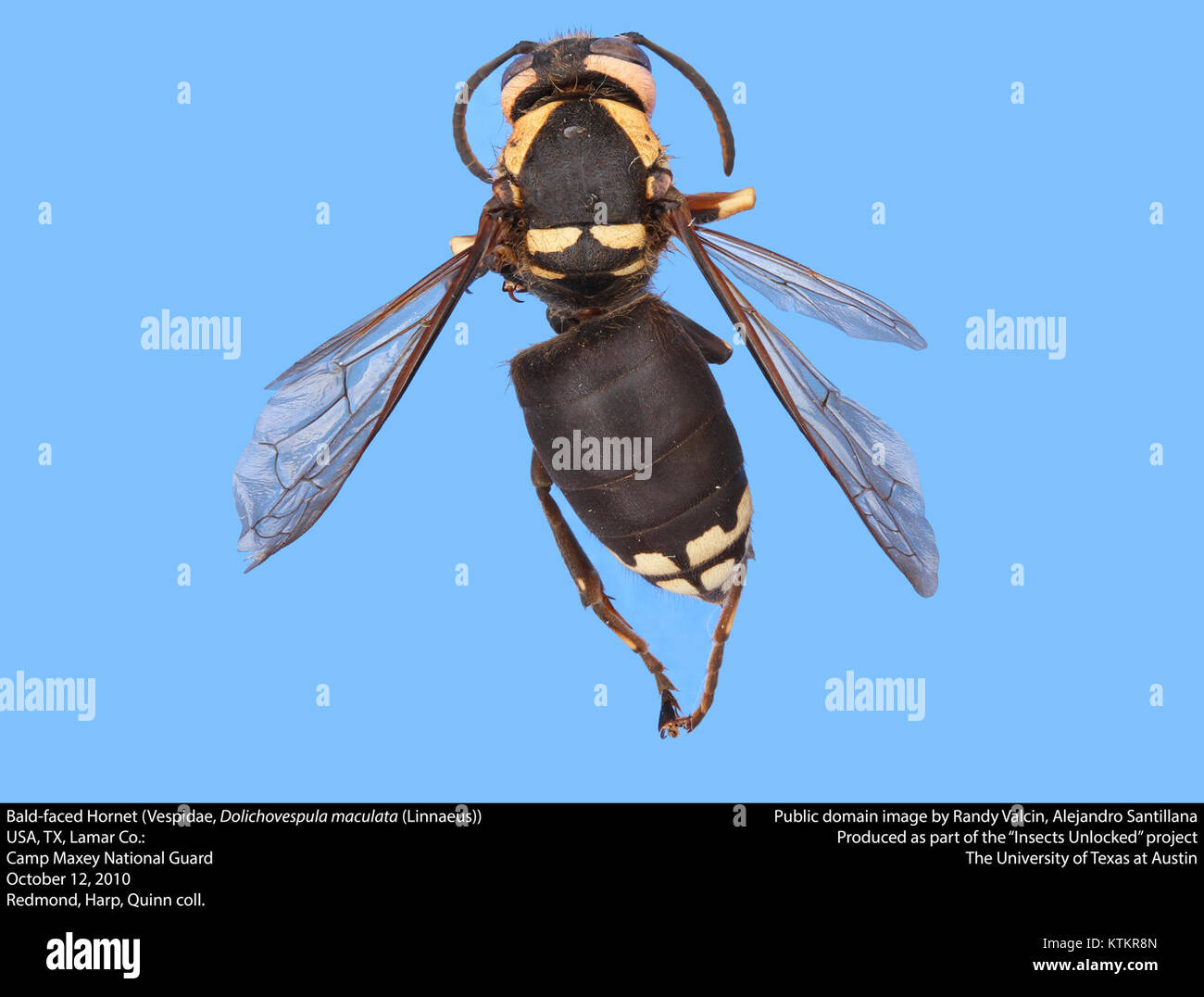 Le Hornet à face chauve (Dolichovespula maculata) est une espèce de guêpe connue pour ses marques noires et blanches et son comportement agressif. Banque D'Images