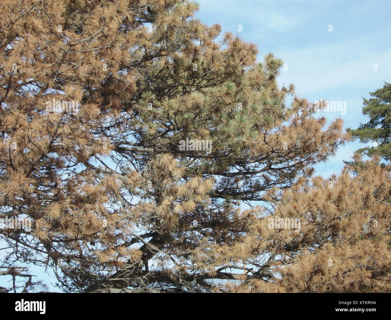 Une image d'un grand pin autrichien présentant des symptômes de flétrissement, mettant en évidence l'impact des maladies des arbres sur la foresterie et les écosystèmes. Banque D'Images