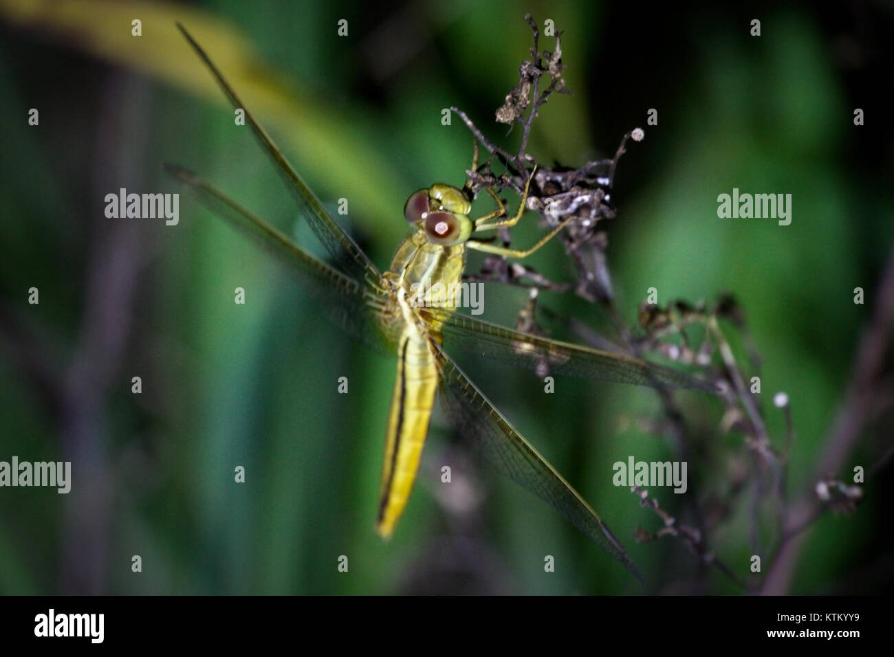 L'heure du coucher pour les libellules (35984716246) Banque D'Images