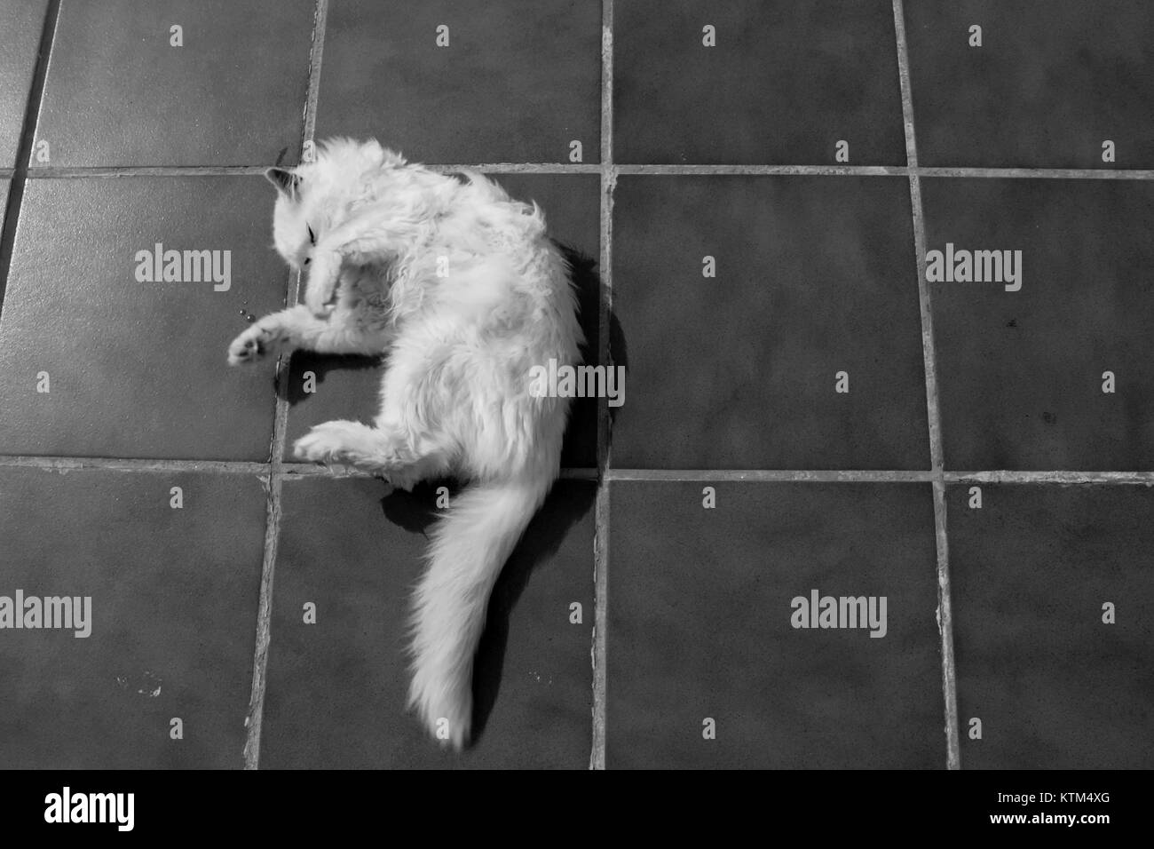Angora Turc Chat Blanc Un Garcon De Dix Sept Ans Cat Se Detend Et Beneficie D La Vie Noir Et Blanc Photo Stock Alamy