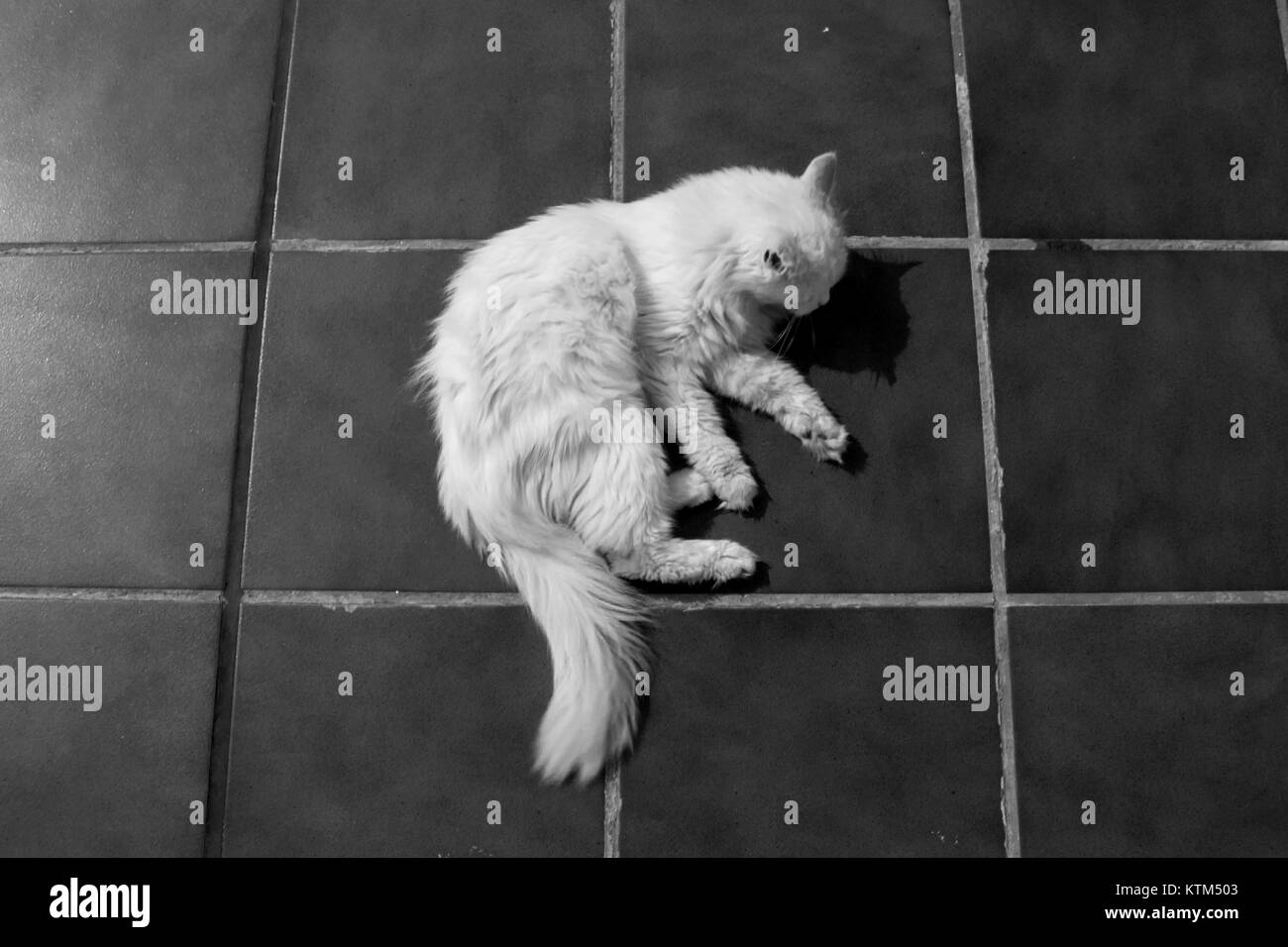 Angora Turc Chat Blanc Un Garcon De Dix Sept Ans Cat Se Detend Et Beneficie D La Vie Noir Et Blanc Photo Stock Alamy Angora Turc Chat Blanc Un Garcon De Dix Sept Ans Cat Se Detend Et Beneficie D La Vie Noir Et Blanc Photo Stock Alamy