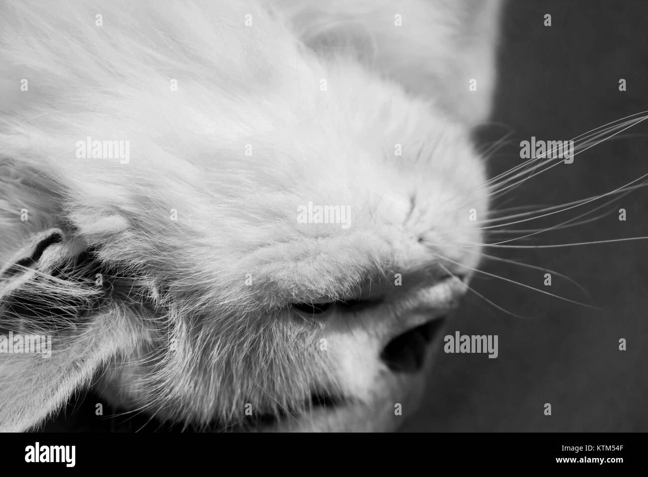 Angora Turc Chat Blanc Un Garcon De Dix Sept Ans Cat Se Detend Et Beneficie D La Vie Noir Et Blanc Photo Stock Alamy