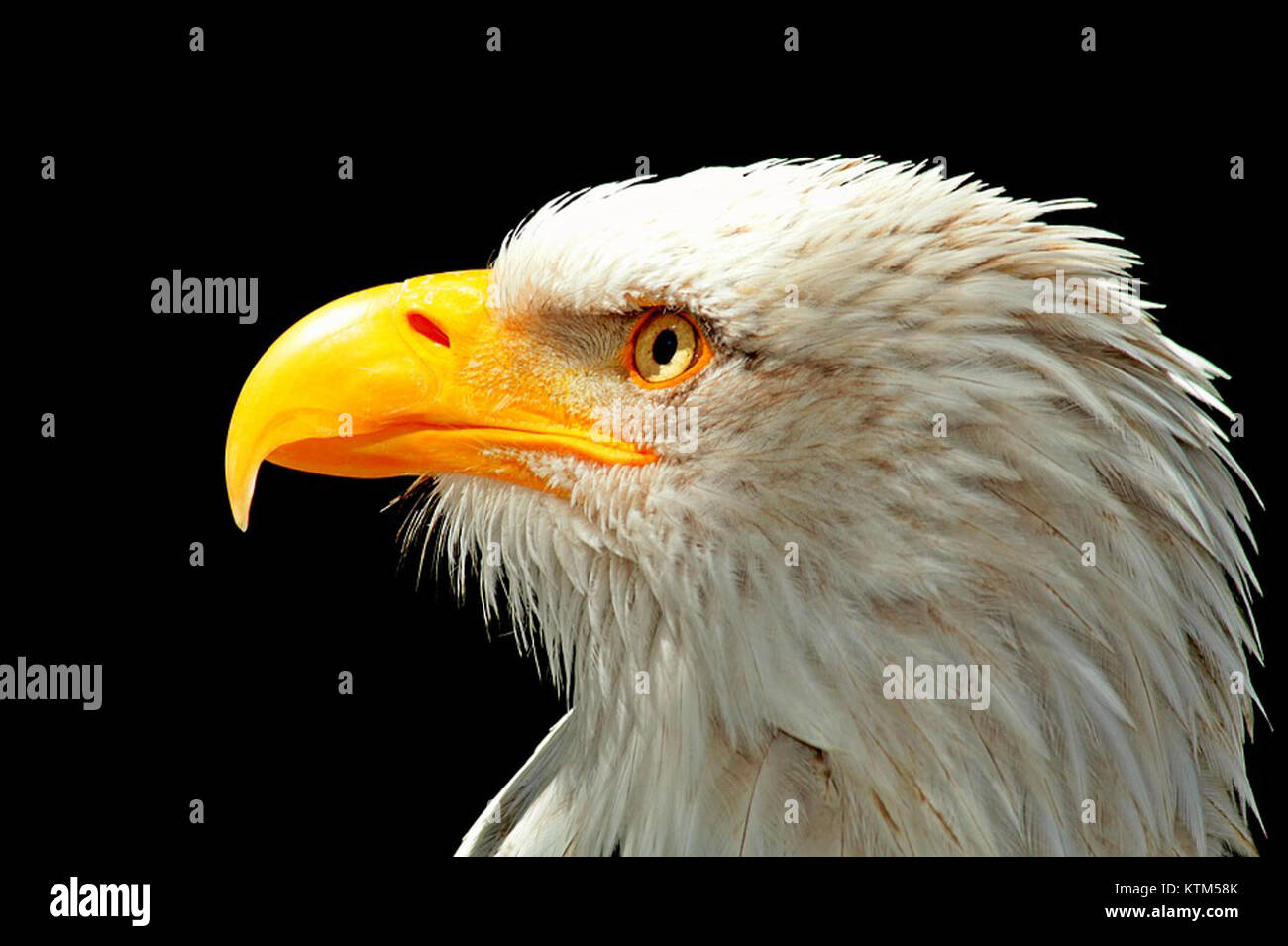 Cette image montre la tête et le bec d'un aigle à tête blanche, une espèce de grand oiseau de proie que l'on trouve en Amérique du Nord. L'aigle à tête blanche est connu pour sa tête blanche distinctive, son bec jaune et sa vision nette. Banque D'Images