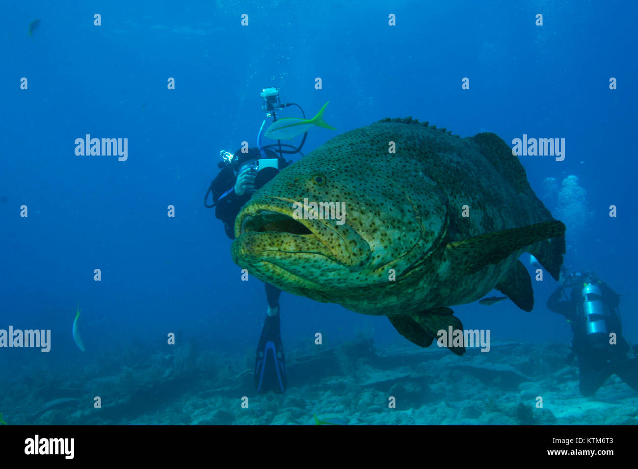 Sous-marine de mérous géants avec les plongeurs. Banque D'Images