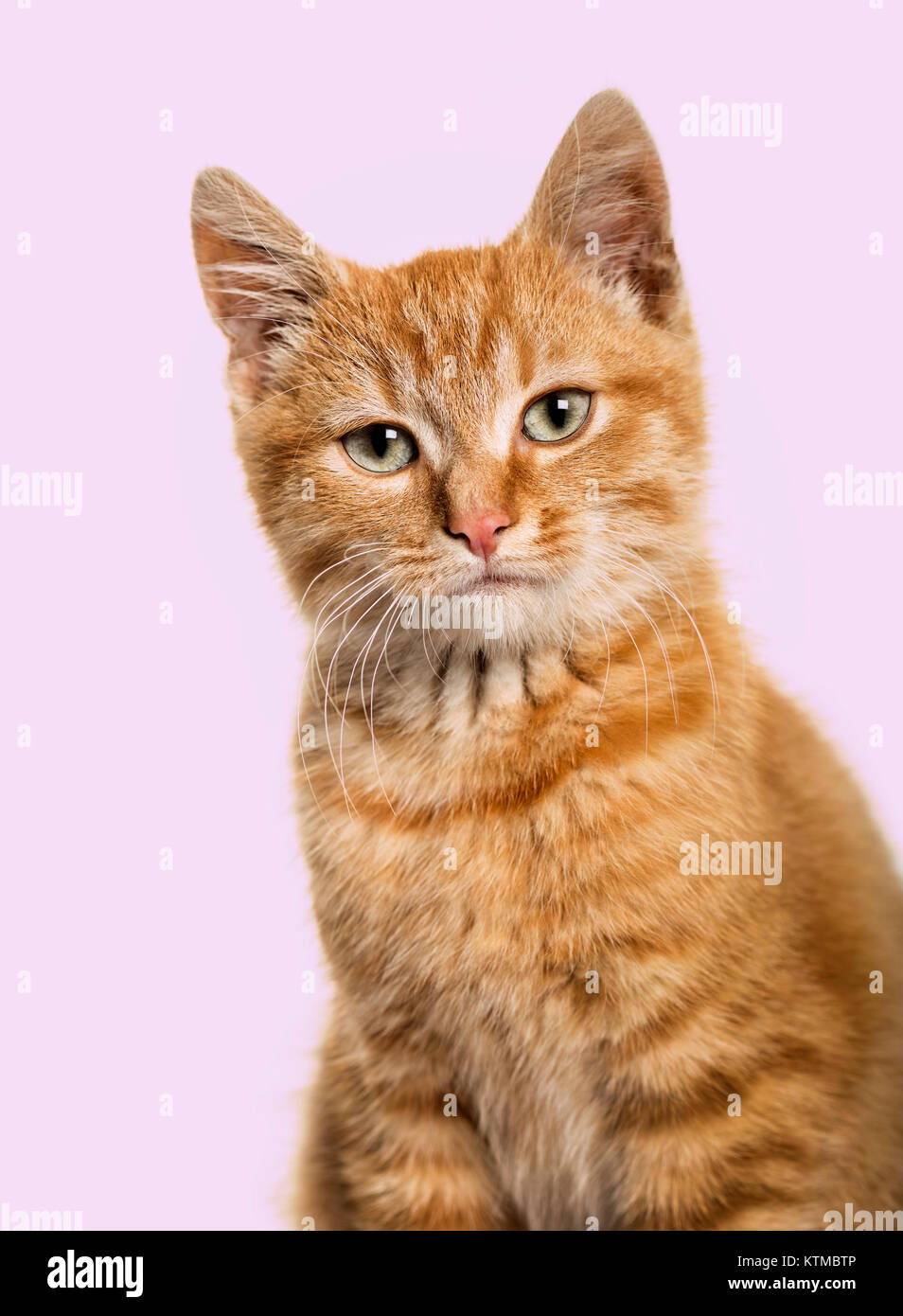 Portrait en gros plan sur un chat de gingembre, fond violet Banque D'Images