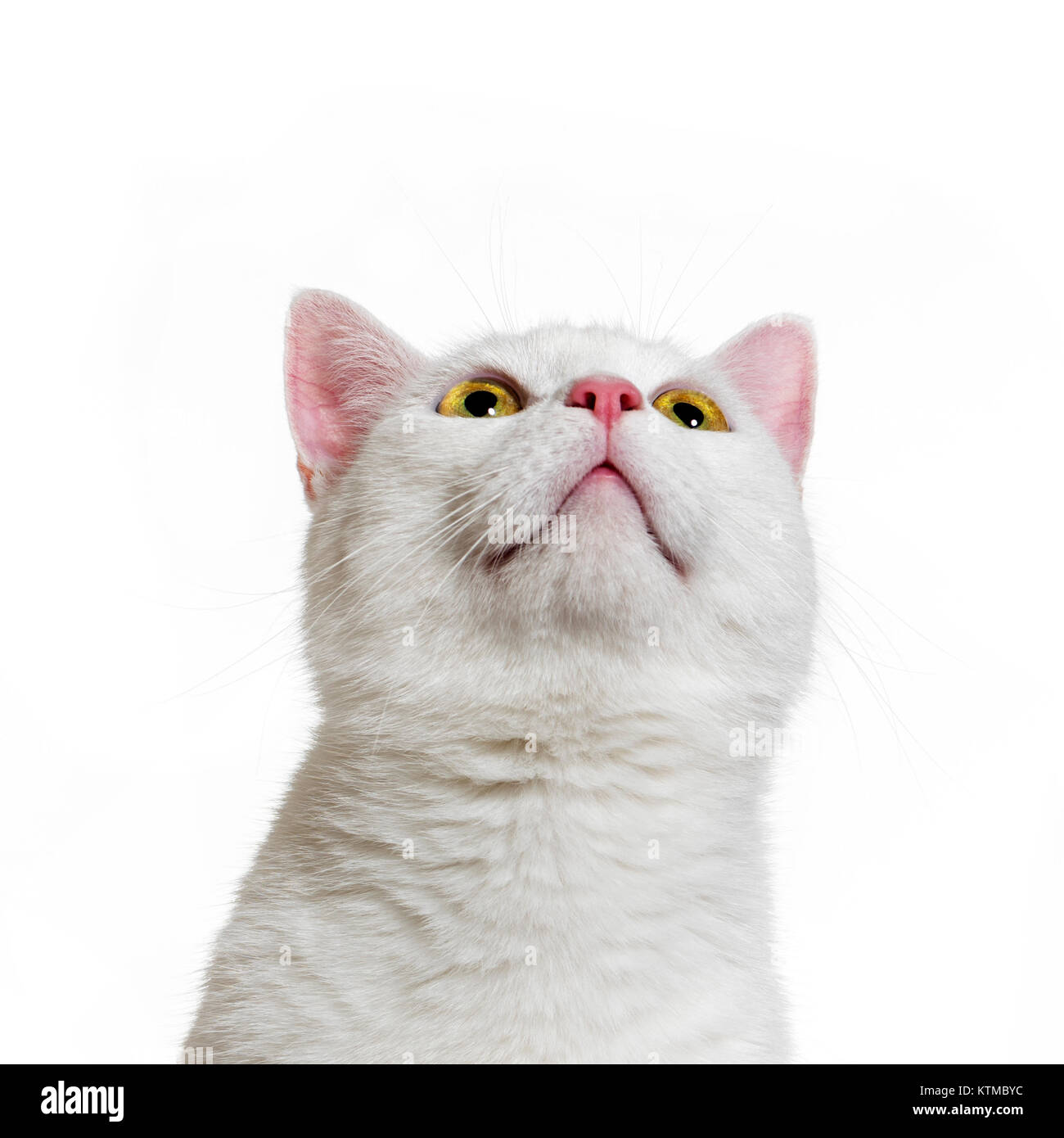 Blanc mélangé-race de chat (2 ans), isolé sur blanc Banque D'Images