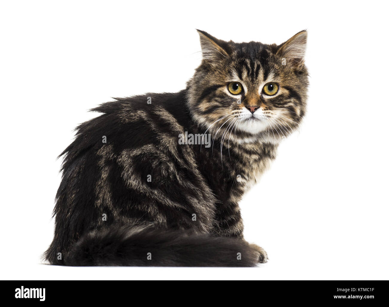 Vue latérale d'une race de chat chaton-mixte assis et regardant la caméra, isolated on white Banque D'Images